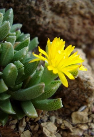 Chasmatophyllum musculinum leaf spots